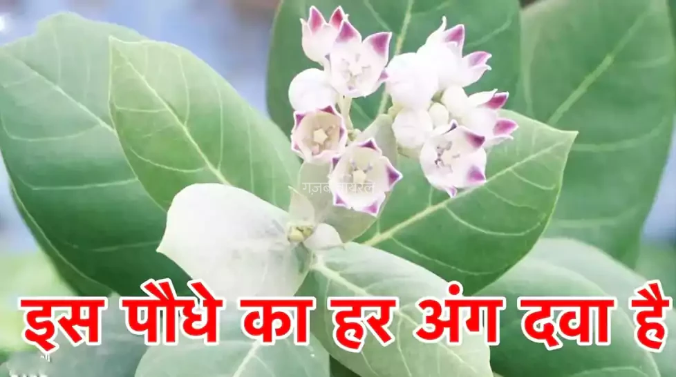 इस पौधे का हर अंग है दवा, ये बाहर निकले पेट को कम तो गठिया 21 दिन में समाप्त कर सकता है, इसका दूध उड़े हुए बालों को उगा देता है