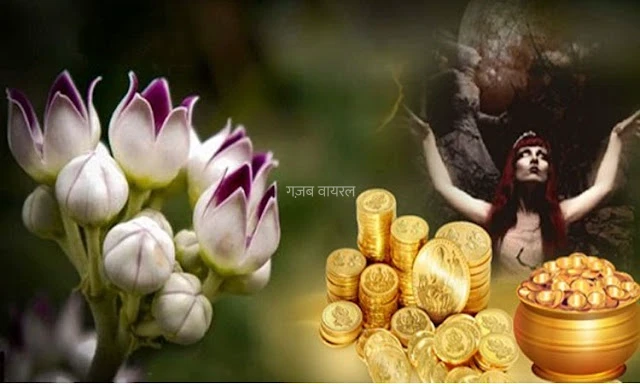 तंत्र क्रियाओं में सबसे ज्यादा इस्तेमाल होती है इस पौधे की जड़ जानिए क्यों है तांत्रिकों की फेवरेट