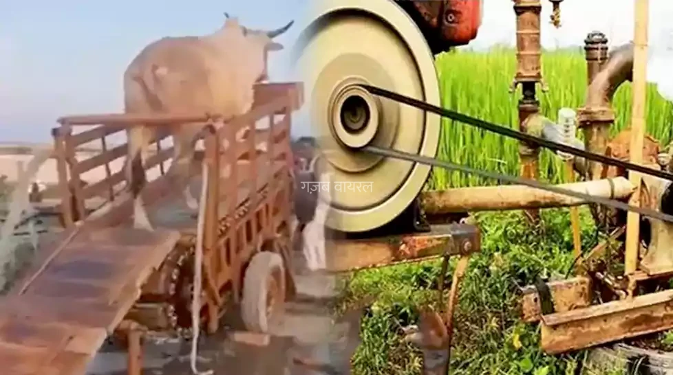 मशीन और गाय का दिलचस्प संगम है ये आविष्कार देखकर आप भी कहेंगे- गांववालों का कोई तोड़ नहीं