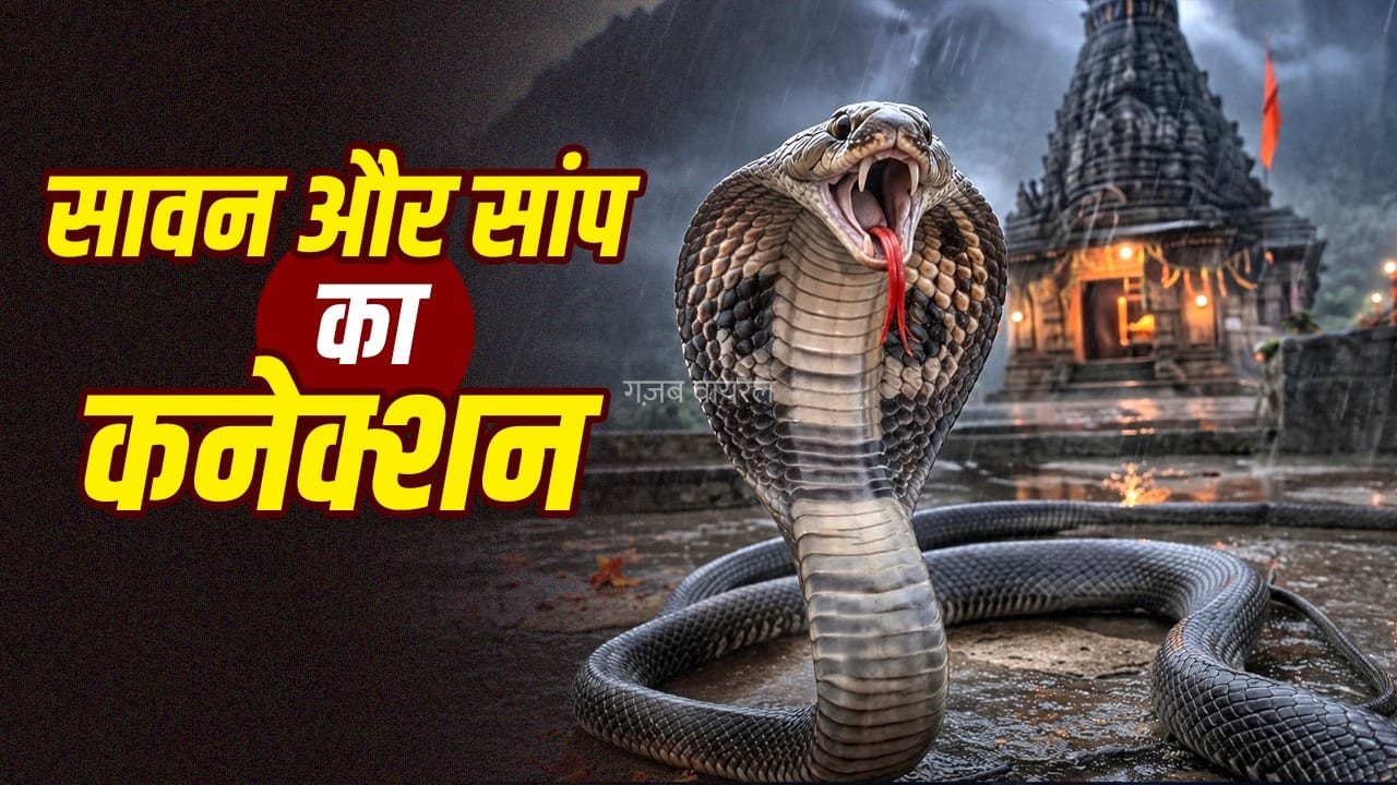 सावन में ही क्यों निकलते हैं ज्यादा सांप, क्या नाग पंचमी से है कनेक्शन?