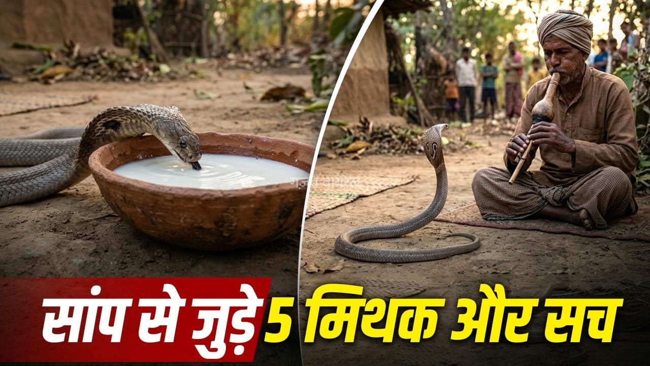 सांप न दूध पीते हैं, न बदला लेते हैं, साइंस ने दिए इन 5 सवालों के जवाब​