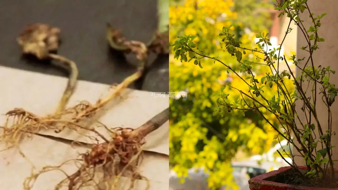 एक बार इस पेड़ की जड़ को टांग दो घर के मैन डोर पर खुद खींची चली आएंगी मां लक्ष्मी आपके द्वार जानें बांधने का सही तरीका