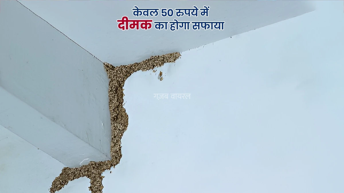 दरवाजे के बाद, दीमक ने दीवार पर साधा निशान? इन 5 आसान तरीकों से करें जड़ से खत्म, खर्च सिर्फ 50 रुपये​​​