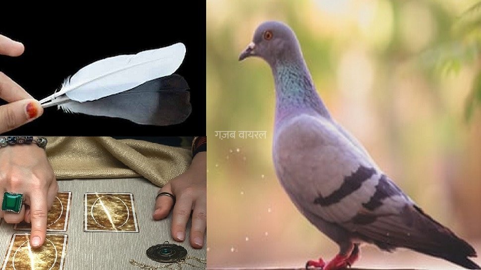 घर के इस कोने में चुपचाप रख दे कबूतर का पंख, फिर देखें कमाल, बदल सकती है किस्मत और दूर हो सकती हैं कई परेशानियां