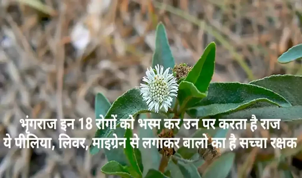भृंगराज को आयुर्वेद में क्यों माना जाता है इतना खास? बालों से लेकर लिवर और संपूर्ण स्वास्थ्य से जुड़े इसके पारंपरिक उपयोग जानकर रह जाएंगे हैरान​​​