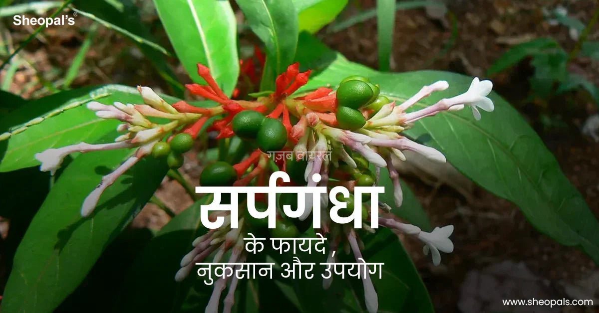 सर्पगन्धा के अद्भुत गुणों से आप अभी तक अनजान है, ये साँप या कीड़े के काटने, हृदय, प्रसव पीड़ा, तनाव आदि कई रोगों की रामबाण औषधि है​​​