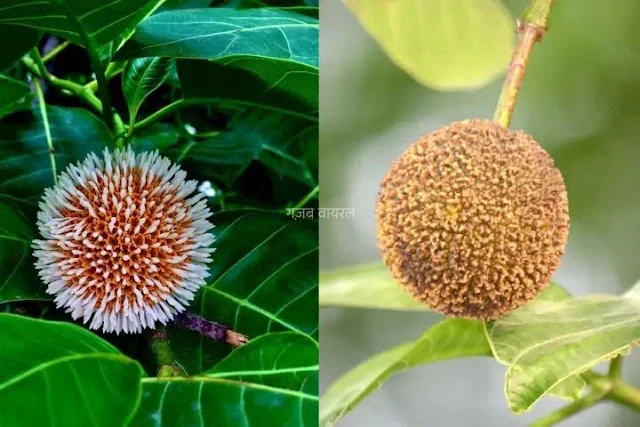 पुरुषों के लिए वरदान है ये फल, स्टैमिना से लेकर स्पर्म काउंट तक होगा जबरदस्त फायदा