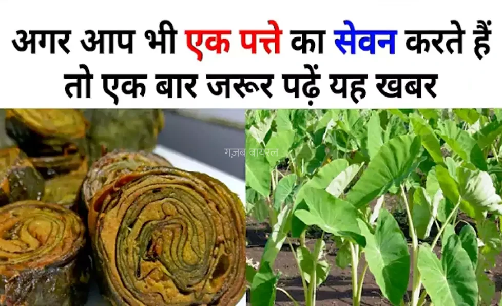 जाने अनजाने में अगर आप भी कर रहे हो इस पत्ते का सेवन तो एक बार जरूर पढ़ लें ये खबर