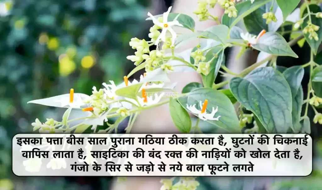 इसका पत्ता बीस साल पुराना गठिया ठीक करता है- घुटनों की चिकनाई वापिस लाता है.. साइटिका की बंद रक्त की नाड़ियों को खोल देता है. गंजो के सिर से जड़ो से नये बाल फूटने लगते है