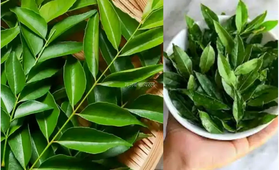 सुबह खाली पेट इस पौधे के पत्ते को चबाने की डाल लीजिये आदत, मिलेंगे ये 7 चमत्कारी फायदे, पढ़कर खुशी से झूम उठेंगे आप