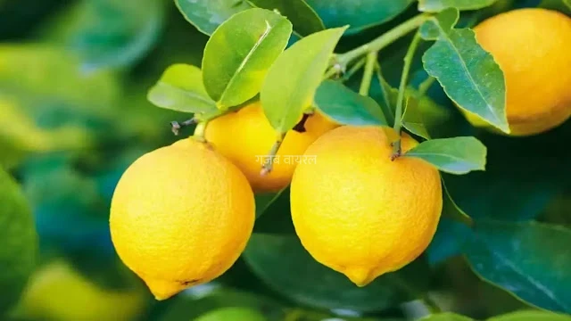 खाली पेट पीया नींबू पानी, 13 दिन में दिखा ऐसा बदलाव कि लोग पूछने लगे राज