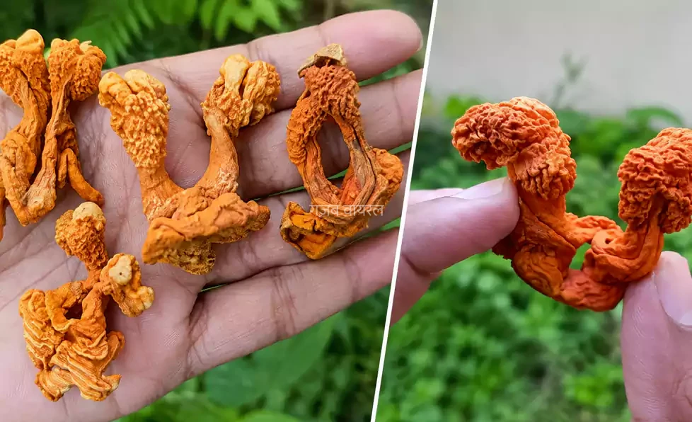 बड़ी मुश्किल से मिलती है ये खास जड़, जो कंगालों को भी मालामाल बना देती है, बस करें ये उपाय