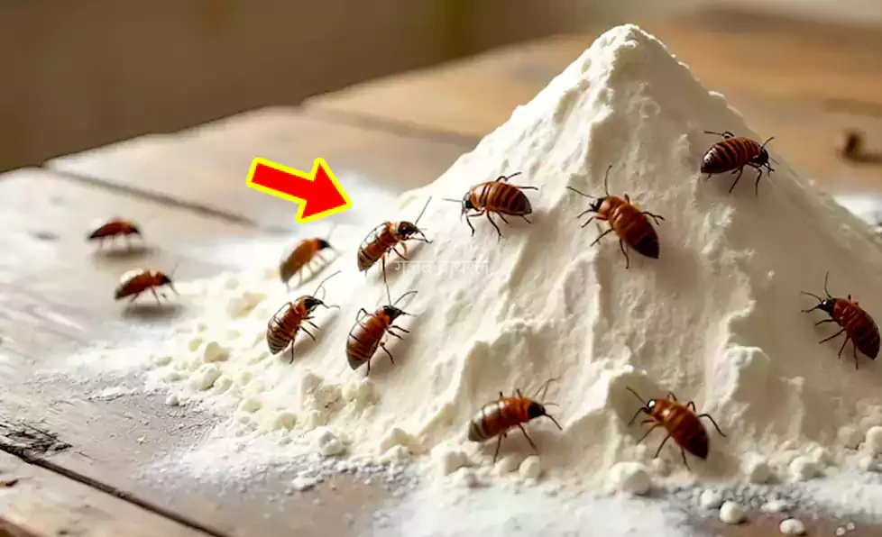 आटे को कीड़ों से बचाने के लिए किचन में मौजूद इन चीजों का करें इस्तेमाल