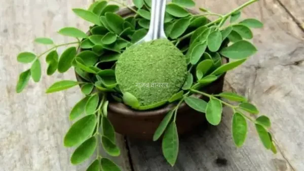 दूध केला पालक का बाप है मोरिंगा के पत्ते 1 दिन में कितना खाएं? डॉ से जानें सहजन के पत्ते खाने का​​​