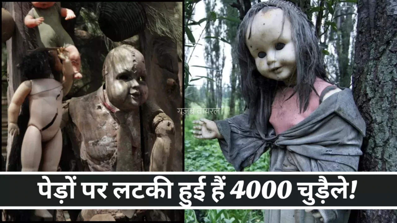 इस आइसलैंड पर पेड़ों पर लटकी हुई हैं 4000 चुड़ैले! पढ़े पूरा रहस्य