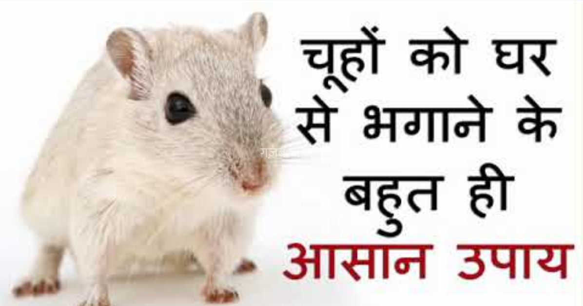 आपके घर में चूहे कभी नहीं आएंगे, चूहे भगाने का अब तक का सबसे रामबाण उपाय