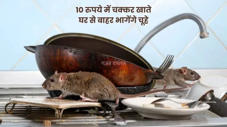 चूहों की फौज घर में कर रही मौज? पीसकर रख दें इस फल के 2 छिलके, सूंघते ही गिरते-पड़ते रफू चक्कर हो जाएंगे सब​​​