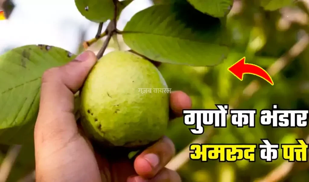 क्यों हैं अमरूद की पत्तियां इतनी खास? बीमारियों को दूर भगाने वाले कमाल के फायदे जानें​​​