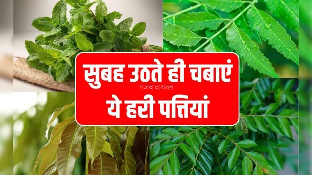 सुबह उठते ही चबाएं ये हरी पत्तियां! 4 बड़ी स्वास्थ्य समस्याओं से तुरंत राहत पाएं​​​