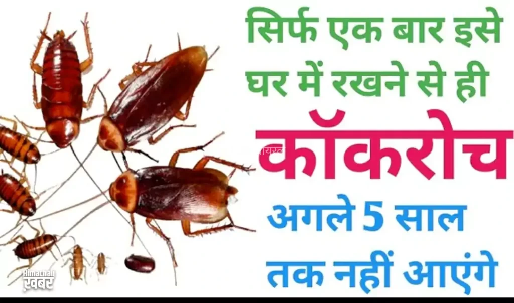 बस दो मिनट में सारे कॉकरोच को किचन से बाहर कर देगा ये तरीका, कीजिए बस ये काम​​​