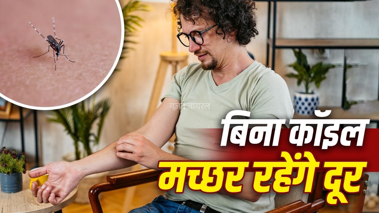 मानसून में मच्छरों ने कर दिया है हाल-बेहाल, ये पांच नेचुरल तरीके अपनाएं, मिलेगा छुटकारा​