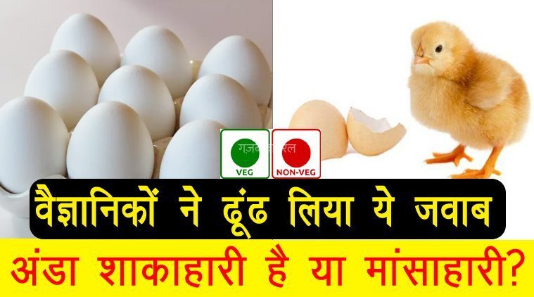 अंडा शाकाहारी है या मांसाहारी? उठ गया है इस रहस्य से पर्दा, वैज्ञानिकों ने खुद दिया है ये जवाब​​​