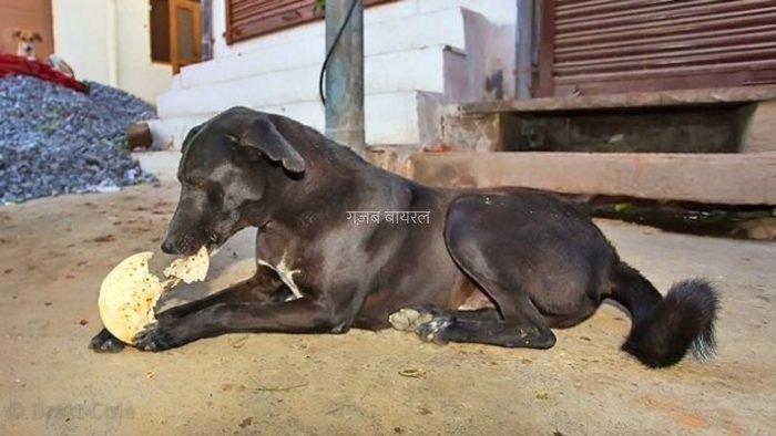 रोटी के ये टोटके कर देंगे आप को मालामाल, आप भी रहते हैं परेशान तो आजमाएं यह टोटके​​​