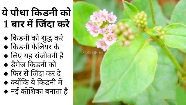 किडनी के रोगों के लिए घरेलू उपचार, एक बार जरुर पढ़े