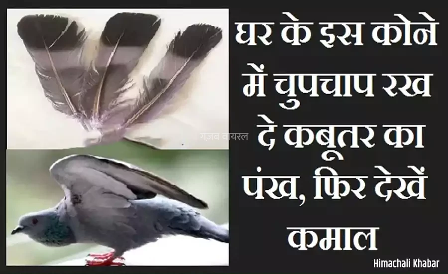 घर के इस कोने में चुपचाप रख दे कबूतर का पंख, फिर देखें कमाल​​​