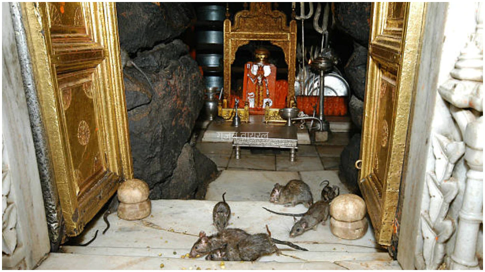 ​​25 हजार चूहों से भरा है माता का ये अनोखा मंदिर माता के दर्शनों से पहले मिलते हैं विशेष निर्देश