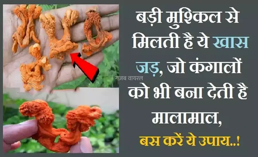 बड़ी मुश्किल से मिलती है ये खास जड़, जो कंगालों को भी मालामाल बना देती है, बस करें ये उपाय​​​