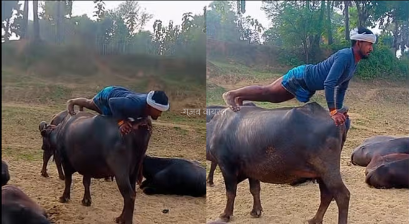 भैंस के ऊपर पुशअप करता दिखा शख्स, वीडियो देख लोगों के उड़े होश