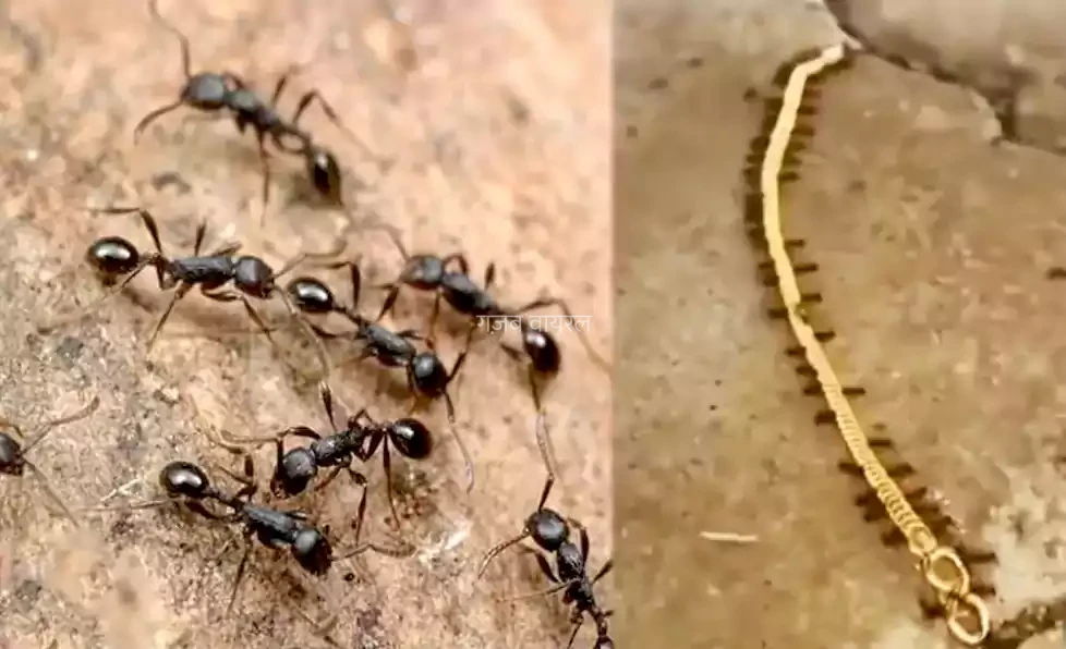 लुटेरी चींटियां: सोने की चेन पर मारा हाथ घसीटते हुए अपने साथ ले गई देखें Video