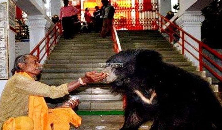 इस मंदिर में माँ के दर्शन के लिए रोज आता है भालुओं का परिवार, भालुओं को देखने के लिए उमड़ती है भारी भीड़​​​