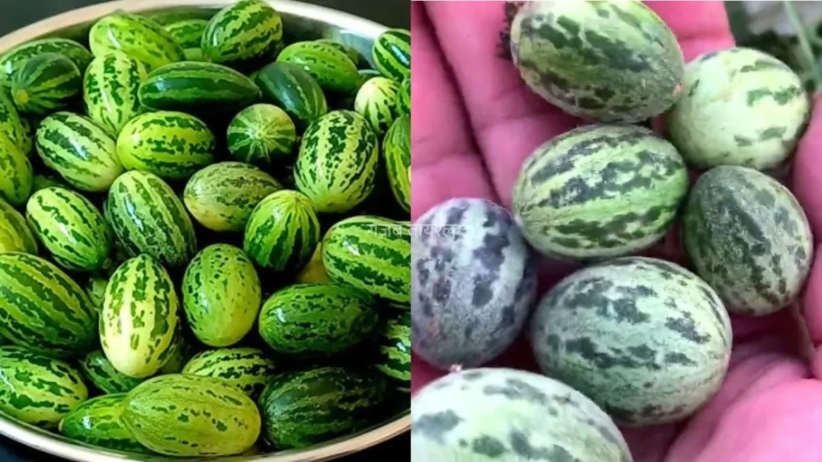 इसका नाम भले है अजीव लेकिन सेहत के लिए किसी वरदान से कम नहीं है ये सब्जी, जानें इसे खाने के फायदे​​​