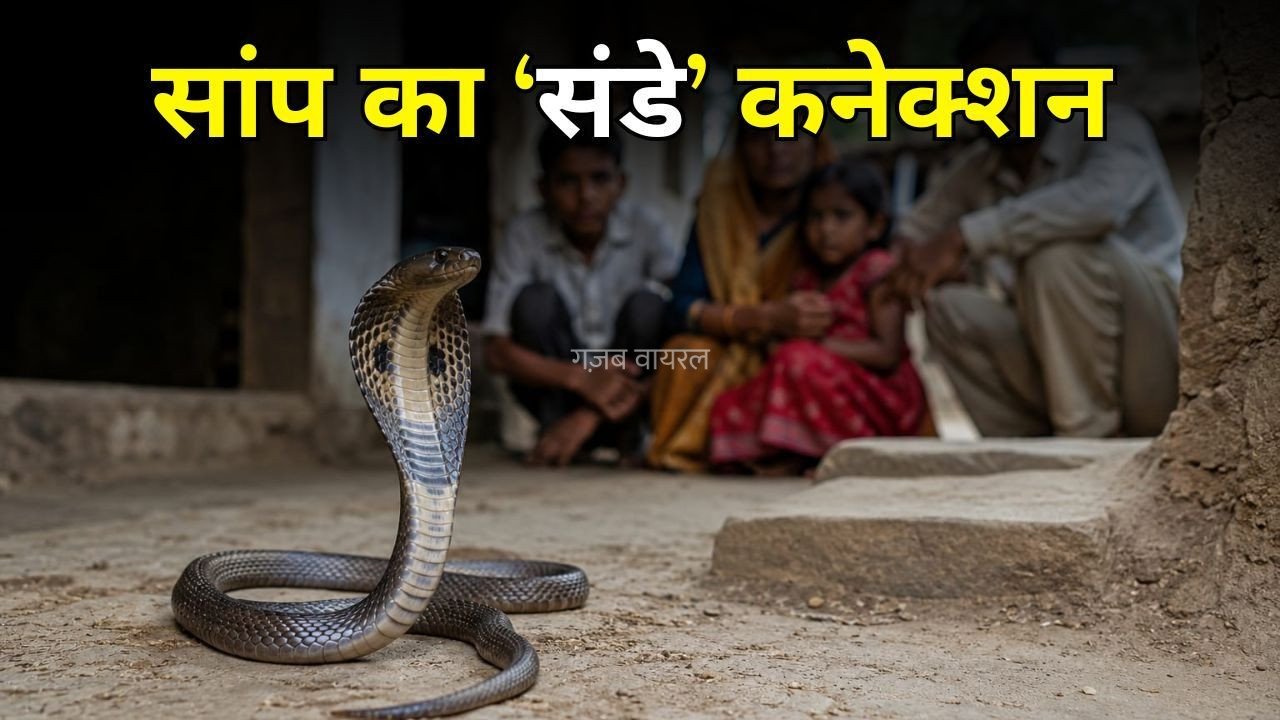Snake Bite: ‘हफ्ते में सिर्फ इस दिन ही डंसता है सांप’ अब तक एक ही परिवार के 4 लोगों पर हमला, एक की मौत​