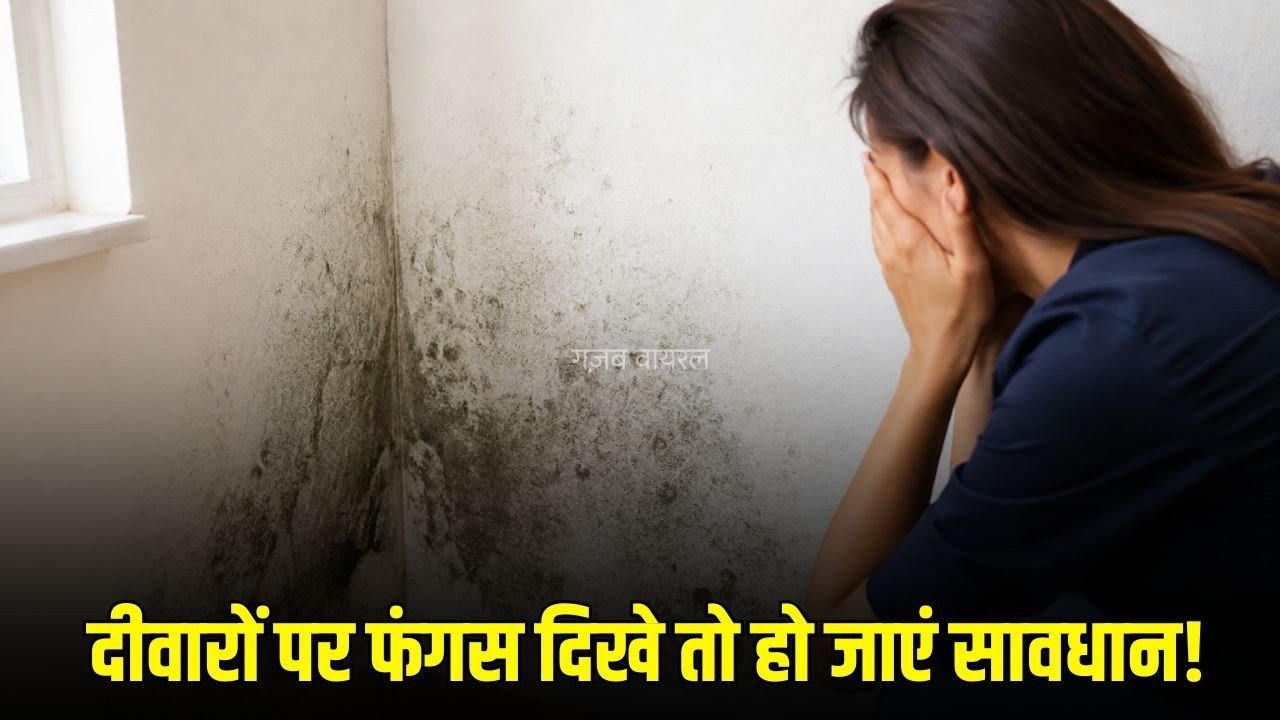 Health Tips: दीवारों पर दिख रही फंगस को न करें नजरअंदाज, सांस और त्वचा से जुड़ी हो सकती हैं दिक्कतें​