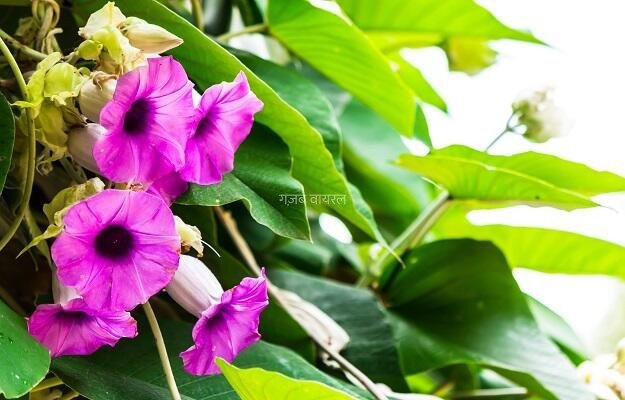 बुढ़ापे की लाठी कहा जाता है ये छोटा सा पौधा, न कोई केमिकल, न साइड इफेक्ट, ये देसी पौधा अकेले ठीक कर सकता है कई बीमारियां​​​