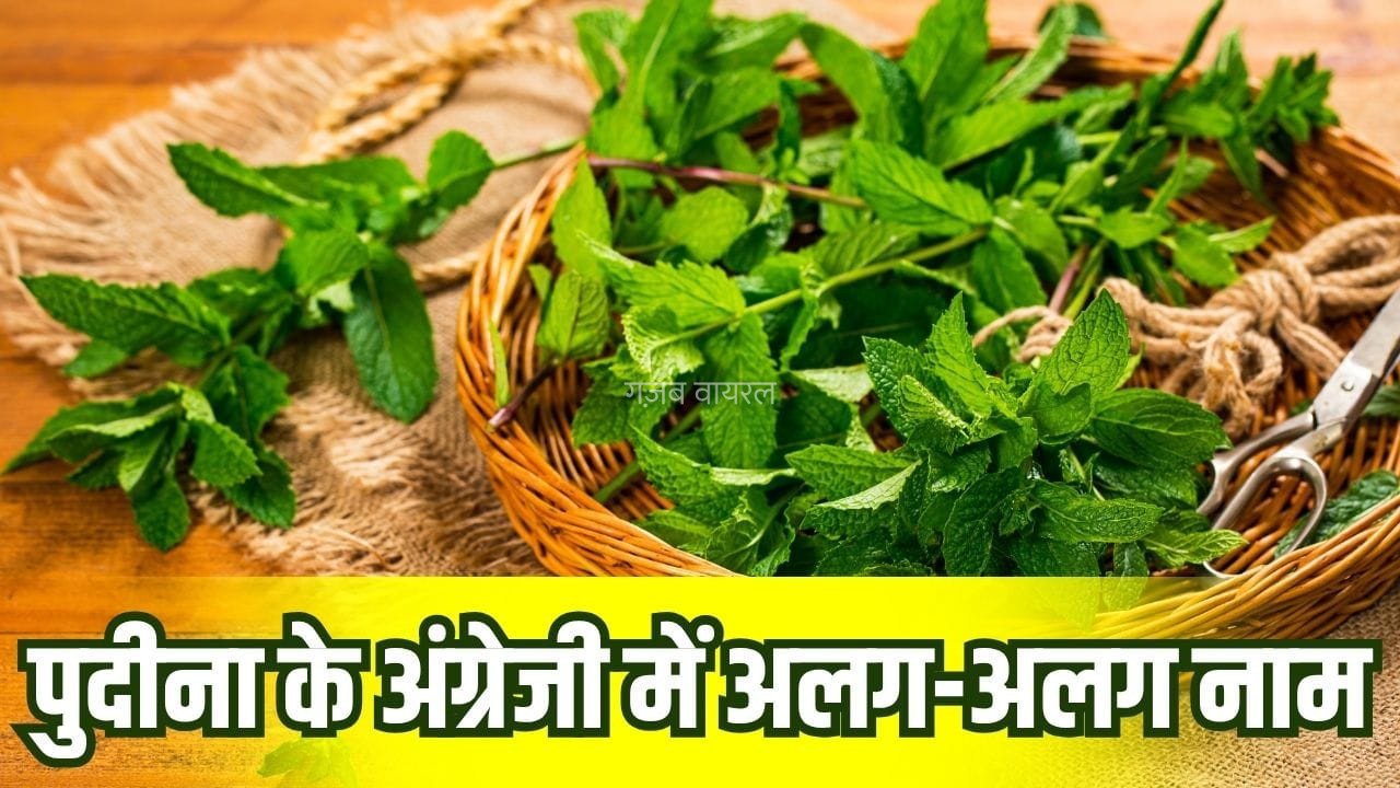 Pudina In English: पुदीना को इंग्लिश में क्या कहते हैं? जान लें खाने के अलावा इसे यूज करने के 5 कमाल के तरीके