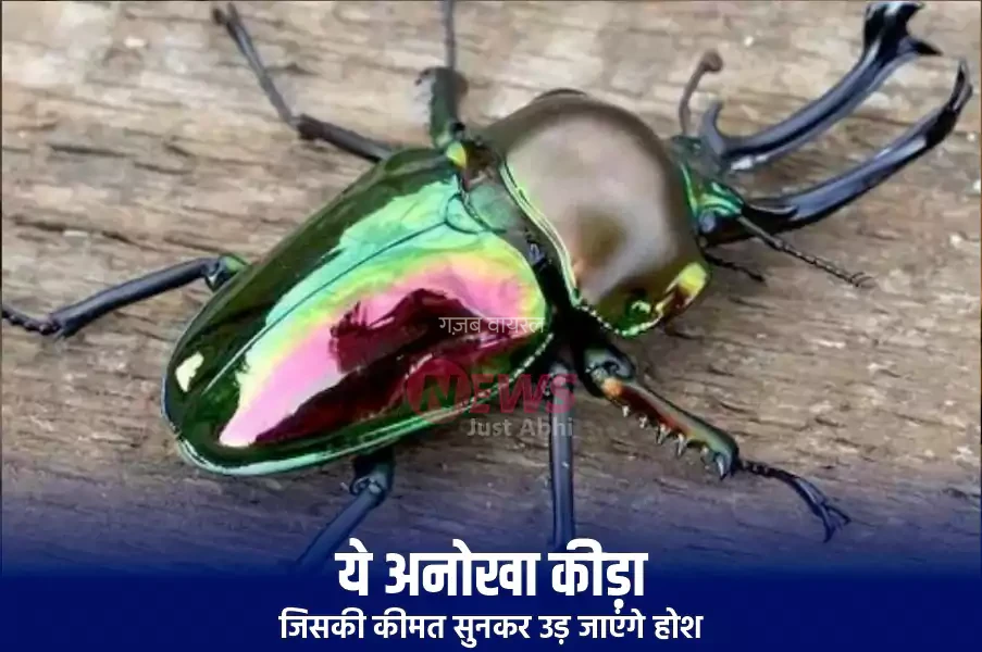 ये अनोखा कीड़ा जिसकी कीमत सुनकर उड़ जाएंगे होश.  कीमत इतनी की खरीदी जा सकती है लग्जरी कार, जानिए क्यों इतना कीमती है यह जीव​​​
