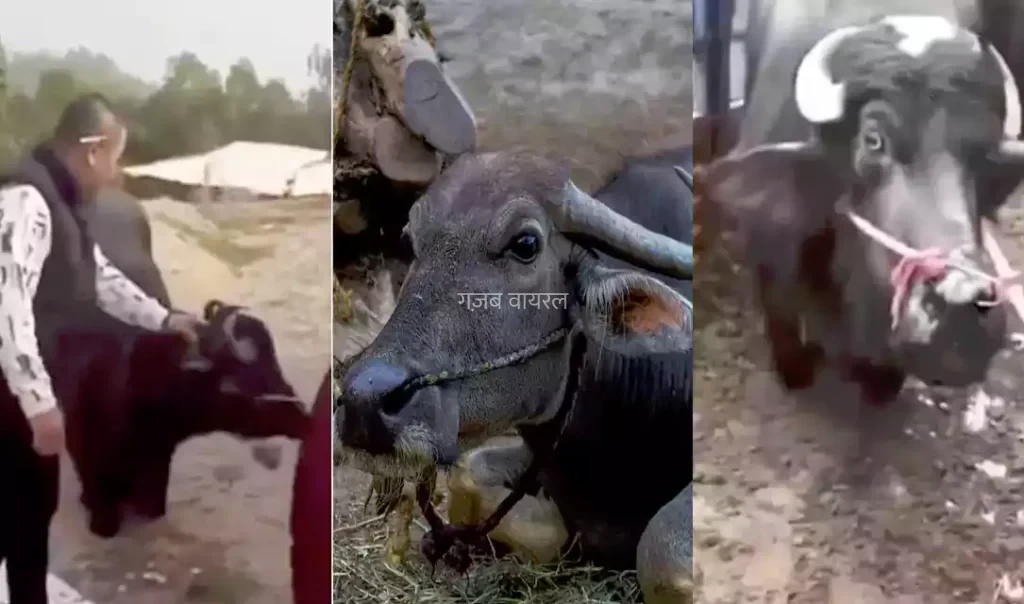 गर्भवती भैंस को काटने जा रहा था कसाई, अचानक भैंस ने किया ये काम और बच गई जान​​​
