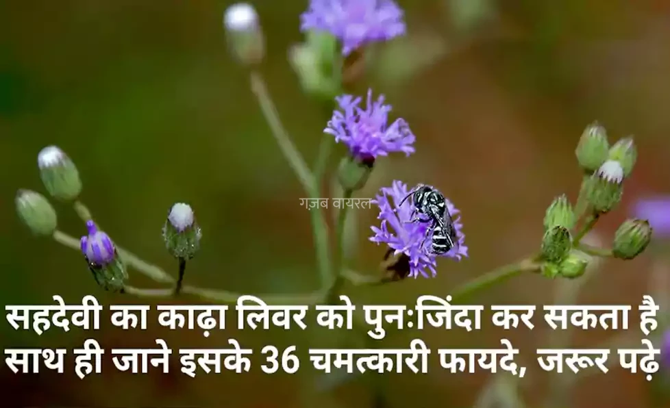 सहदेवी का काढ़ा​​ लिवर को पुनः जिंदा कर सकता है. साथ ही जाने इसके 36 चमत्कारी फायदे, जरूर पढ़े