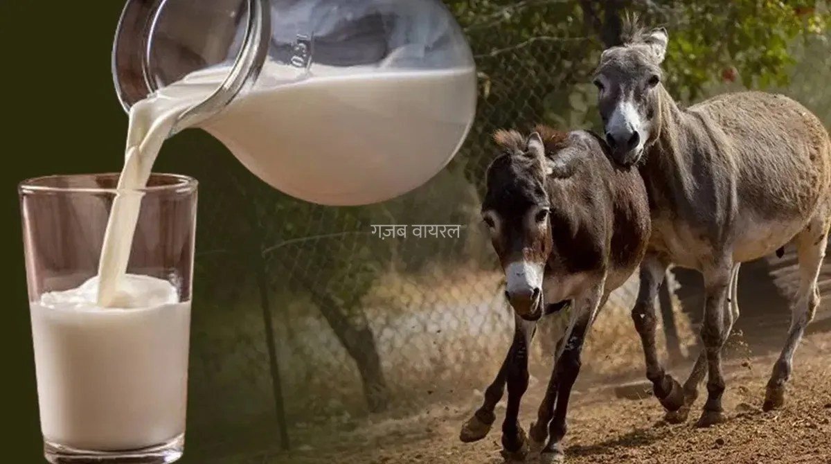 गधी का दूध 7000 रुपये लीटर: हैरान करने वाली वजह जो आपको रातों की नींद उड़ा देगी!​​​