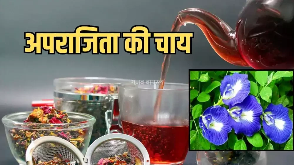 नीली अपराजिता की चाय क्यों की जा रही इतनी पसंद? बनाने का क्या है तरीका, जानें पीने का समय और फायदे