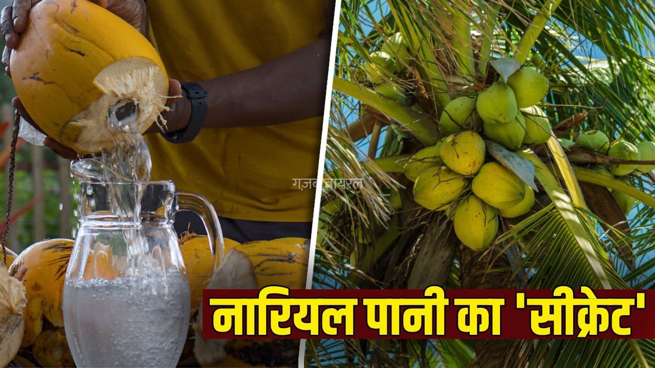 नारियल के अंदर कहां से आता है इतना पानी? यह है पूरा साइंस​
