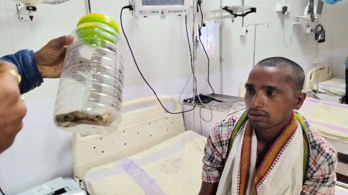 ​​सपने में दूध​​​ मांग रहा था सांप, सच में पिलाने पहुंच गया शख्स, सर्प ने काटा तो डिब्बे में लेकर पहुंचा अस्पताल​​​