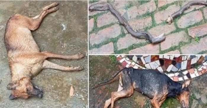 घर में घुस रहें नाग से लड़ गए शेरू और कोको, बचाई मालिक की जान। पेश की वफादारी की मिसाल…​​​