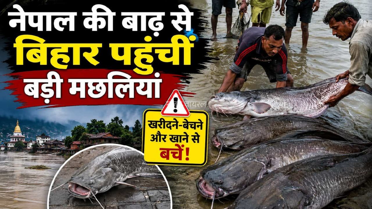 नेपाल की बाढ़ के साथ बिहार पहुंचीं अजीब मछलियां! सरकार ने खाने-खरीदने पर जारी की चेतावनी​​​