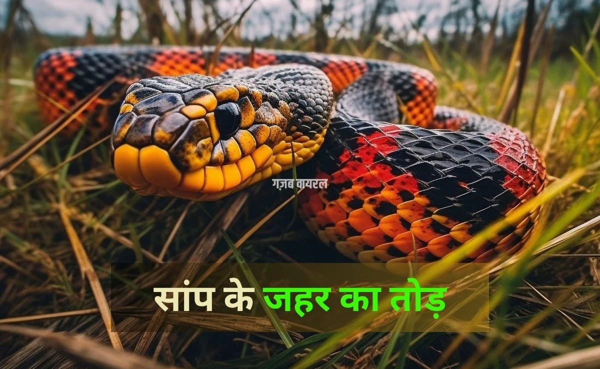 किसी को सांप काट ले तो सबसे पहले करें ये घरेलू उपाय, जानें कैसे बच सकती है जान