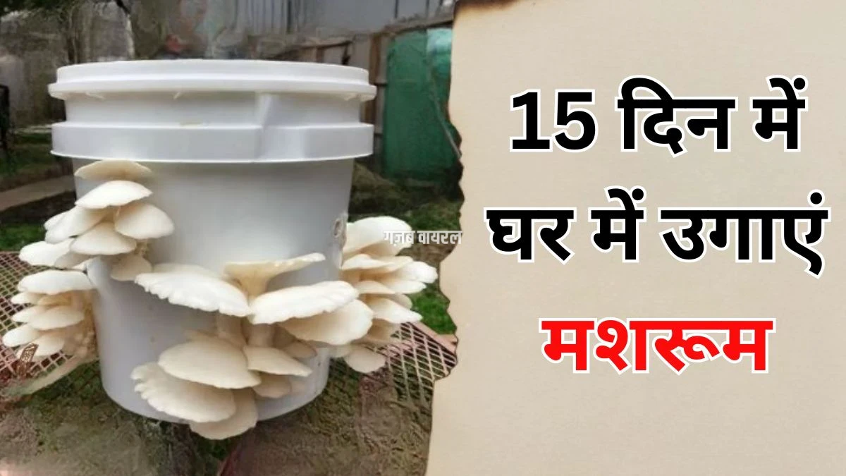 खाने हैं रोज ताजे मशरूम तो 15 दिन में इन 2 चीजों से घर में उगा डालिए कुकुरमुत्ता
